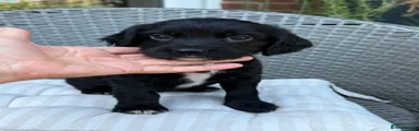 Sprocker 2