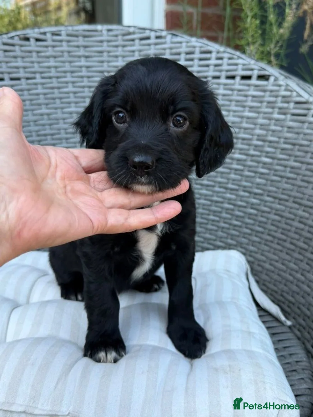 Sprocker dogs for sale: Beautiful Sprocker Spaniel Puppies 2 Boys, 2 Girls - Advert 5