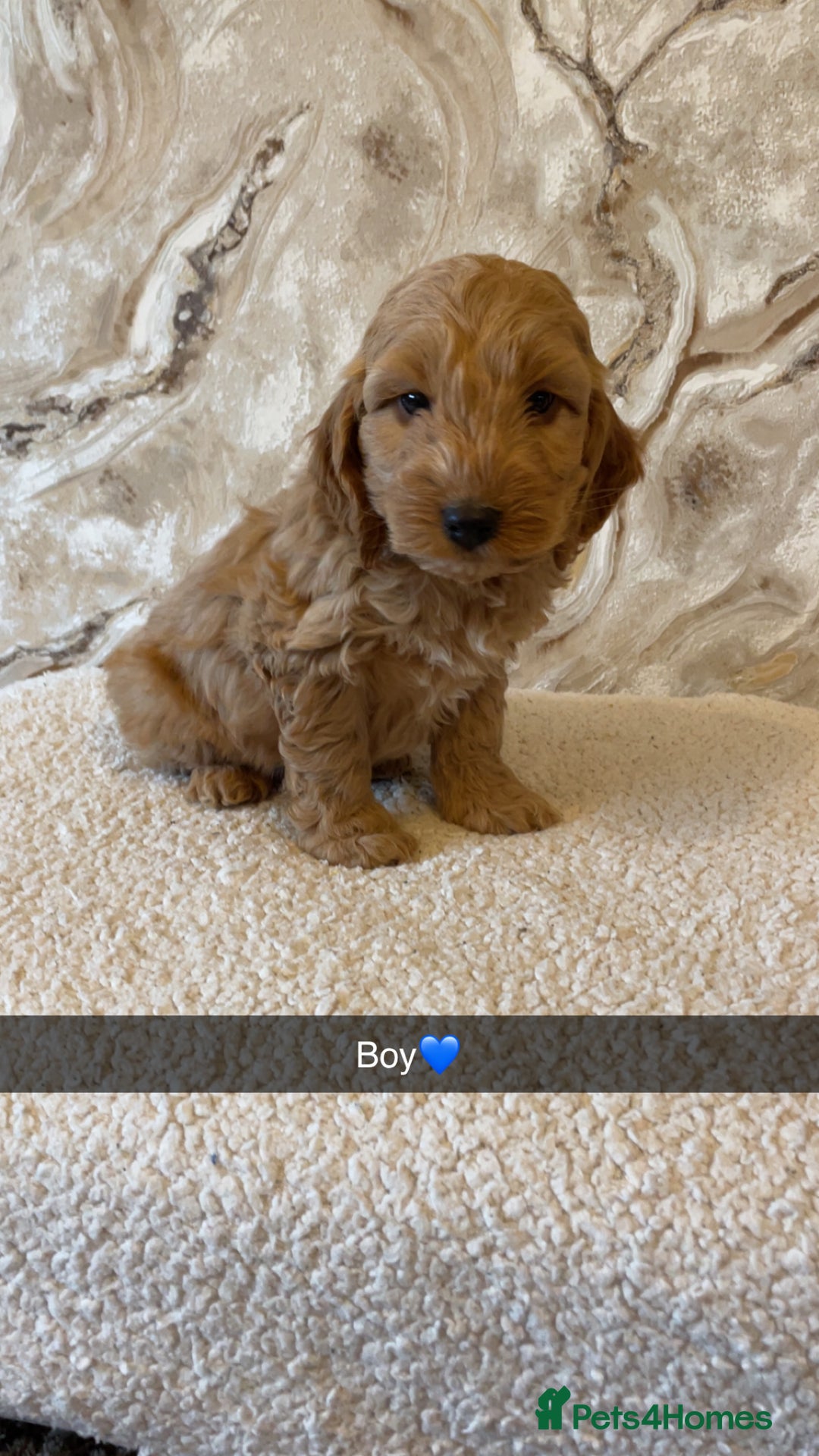 Cockapoo dogs for sale: Cockapoo puppies 🐾  - Image 3