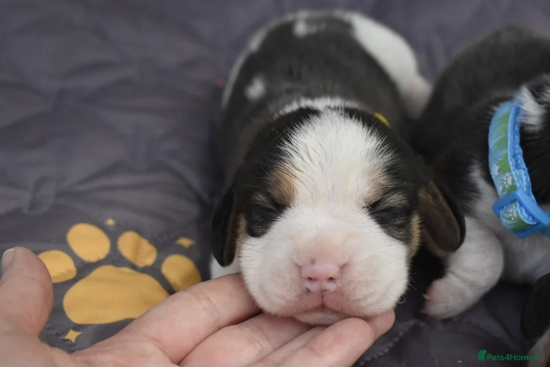 Beagle dogs for sale: Beautiful beagle puppies  in Rugby - Advert 2