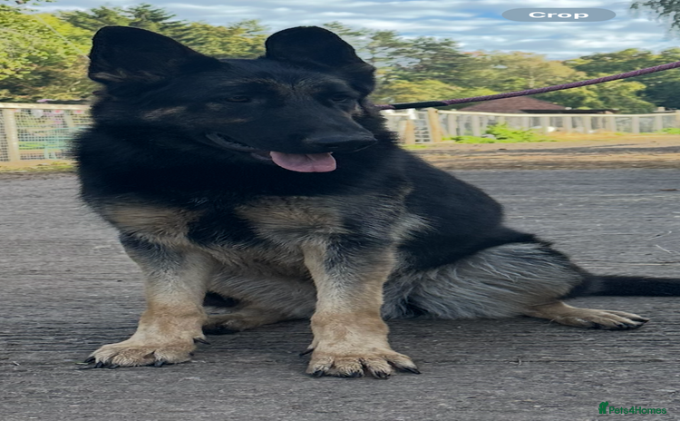 German Shepherd dogs for adoption - Advert 1