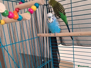Budgerigars birds - Advert 1