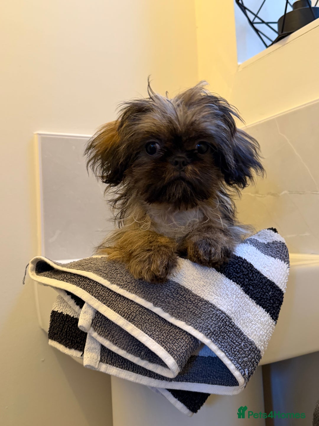 Shih Tzu dogs for sale: 2 x  Imperial Shihtzu - Advert 12