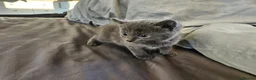 Russian Blue cats for sale: Pure Bred Russian Blue Kittens - Advert 13