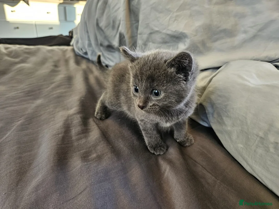 Russian Blue cats for sale: Pure Bred Russian Blue Kittens - Advert 13