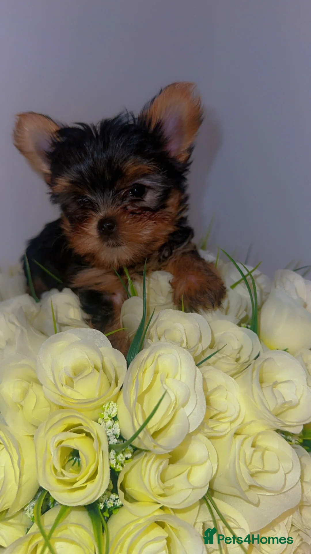 Yorkshire Terrier dogs for sale: Ready to leave  - Advert 1