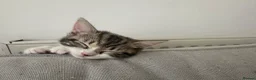 Domestic Shorthair cats for sale: 6 Adorable KittensReady for Their Forever Homes 🐾 - Advert 11
