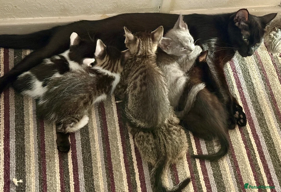 Mixed Breed cats for sale: Beautiful Litter of Playful Kittens, Siamese Cross - Advert 40