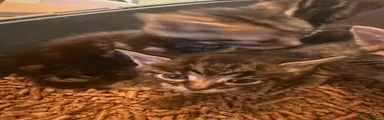 Tabby 2
