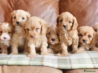 Cavapoo dogs Stunning Health Tested F1b Cavapoo Puppies - Advert 4