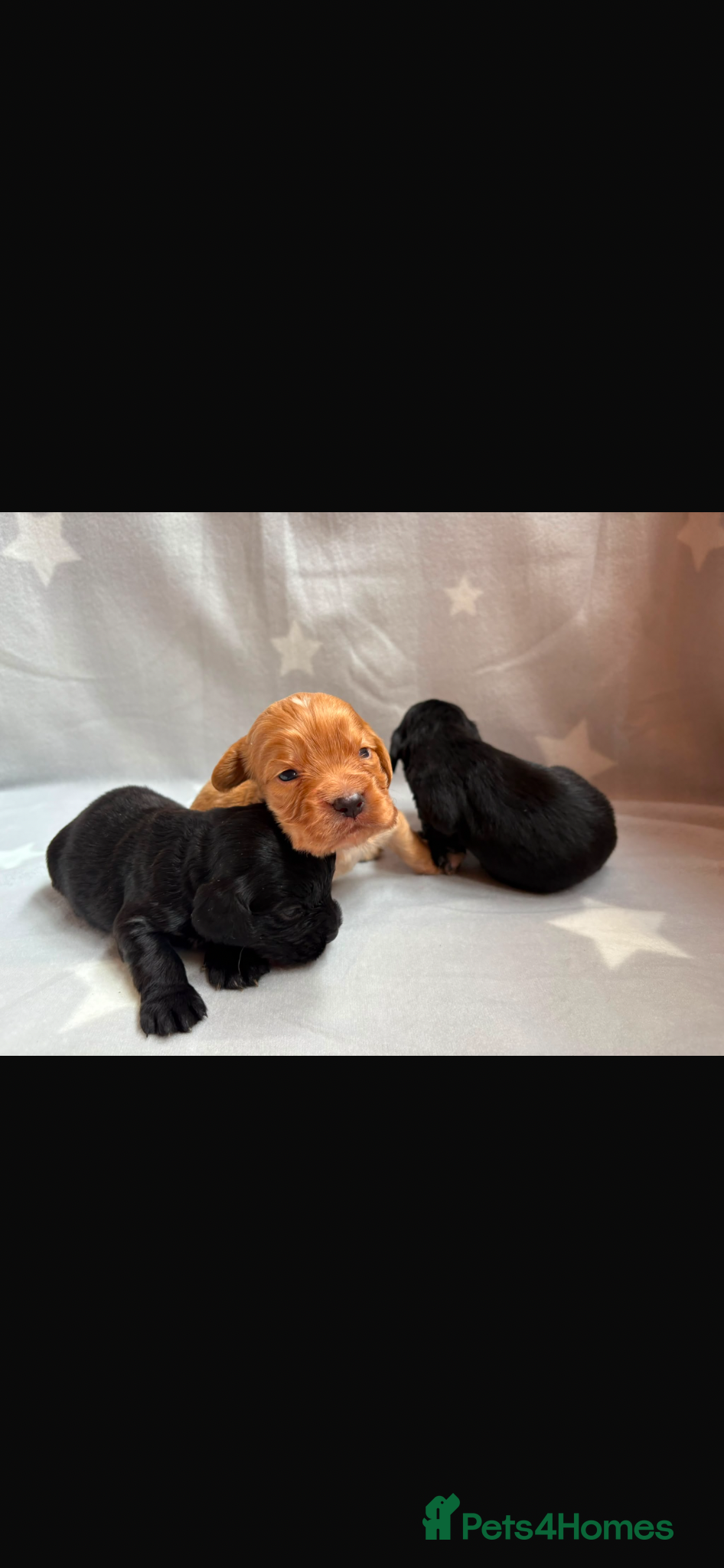 Cocker Spaniel dogs for sale: Beautiful working cocker spaniels  - Advert 5