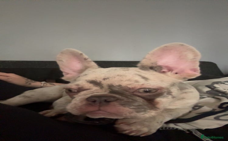 French Bulldog dogs - Advert 1
