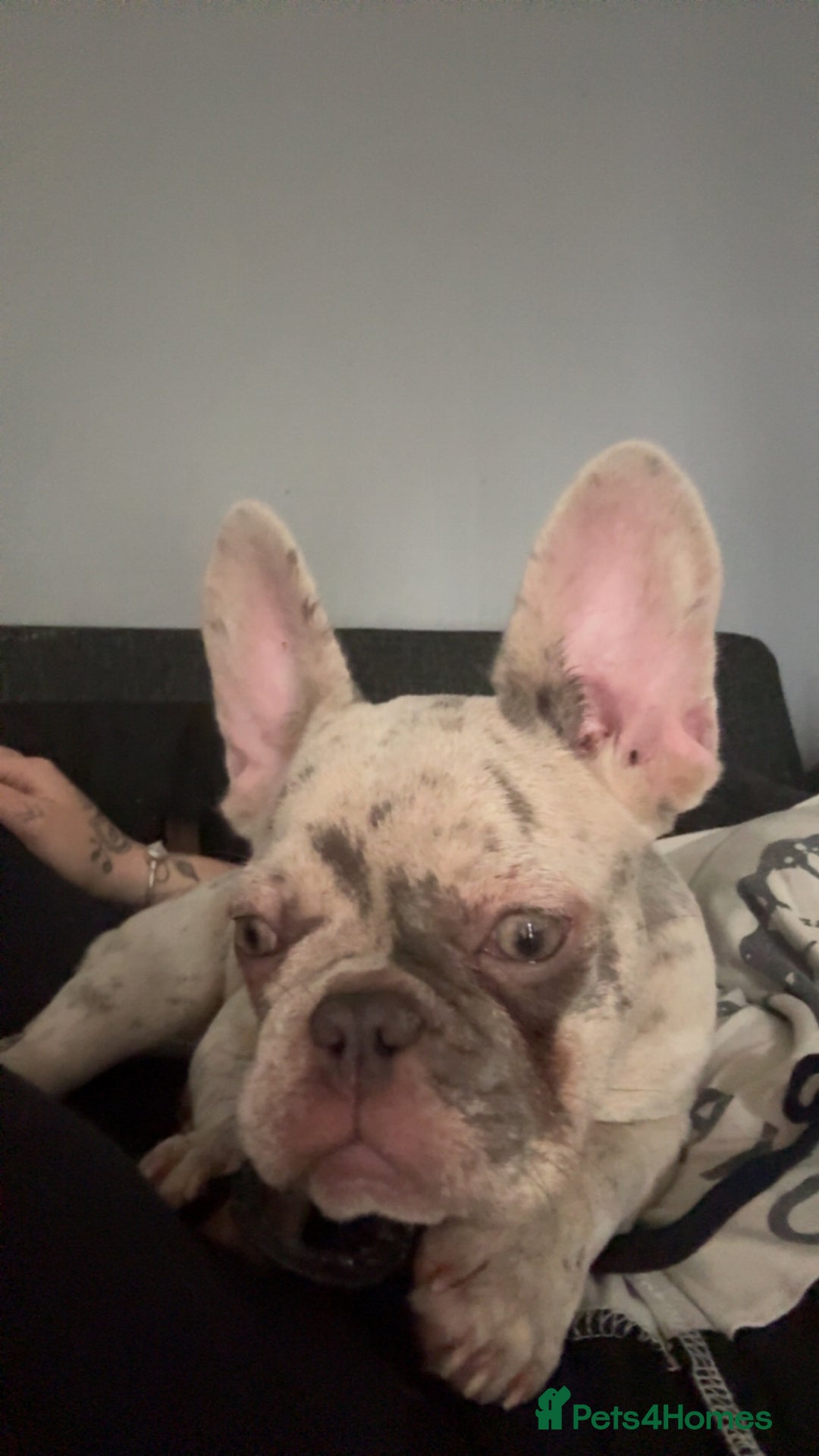 French Bulldog dogs for sale: Puppy - Image 1