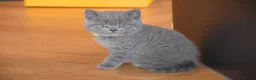 British Shorthair cats for sale: British Shorthair kittens, Ready! - Advert 5