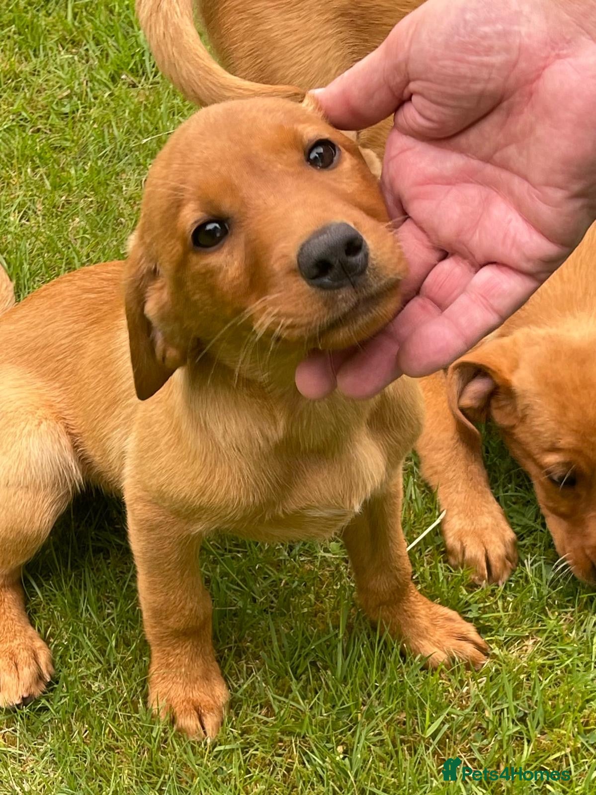 Labrador Retriever dogs for sale: Fox Red Labradors Puppies- Ready Go Go in Rotherham - Advert 6