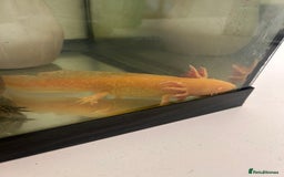 Axolotl reptiles for sale: 2 AXOLOTLS (tank included) Willing to lower price - Image 3
