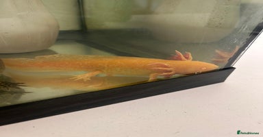 Axolotl reptiles - Advert 7