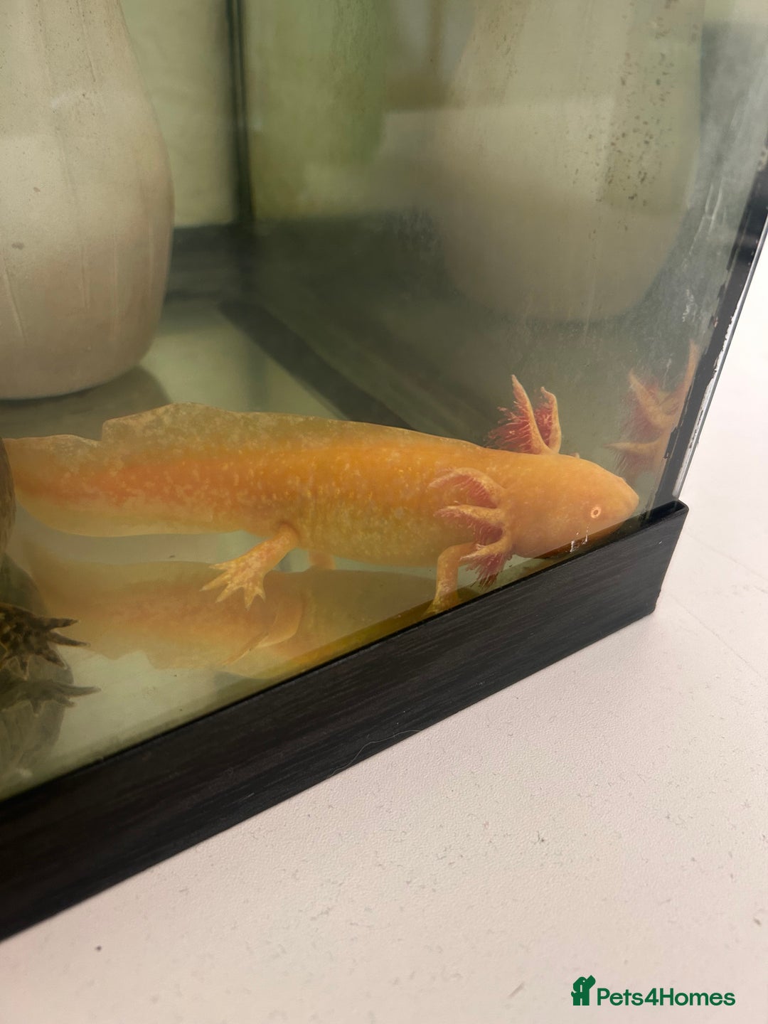 Axolotl reptiles for sale: 2 AXOLOTLS (tank included) Willing to lower price - Image 3