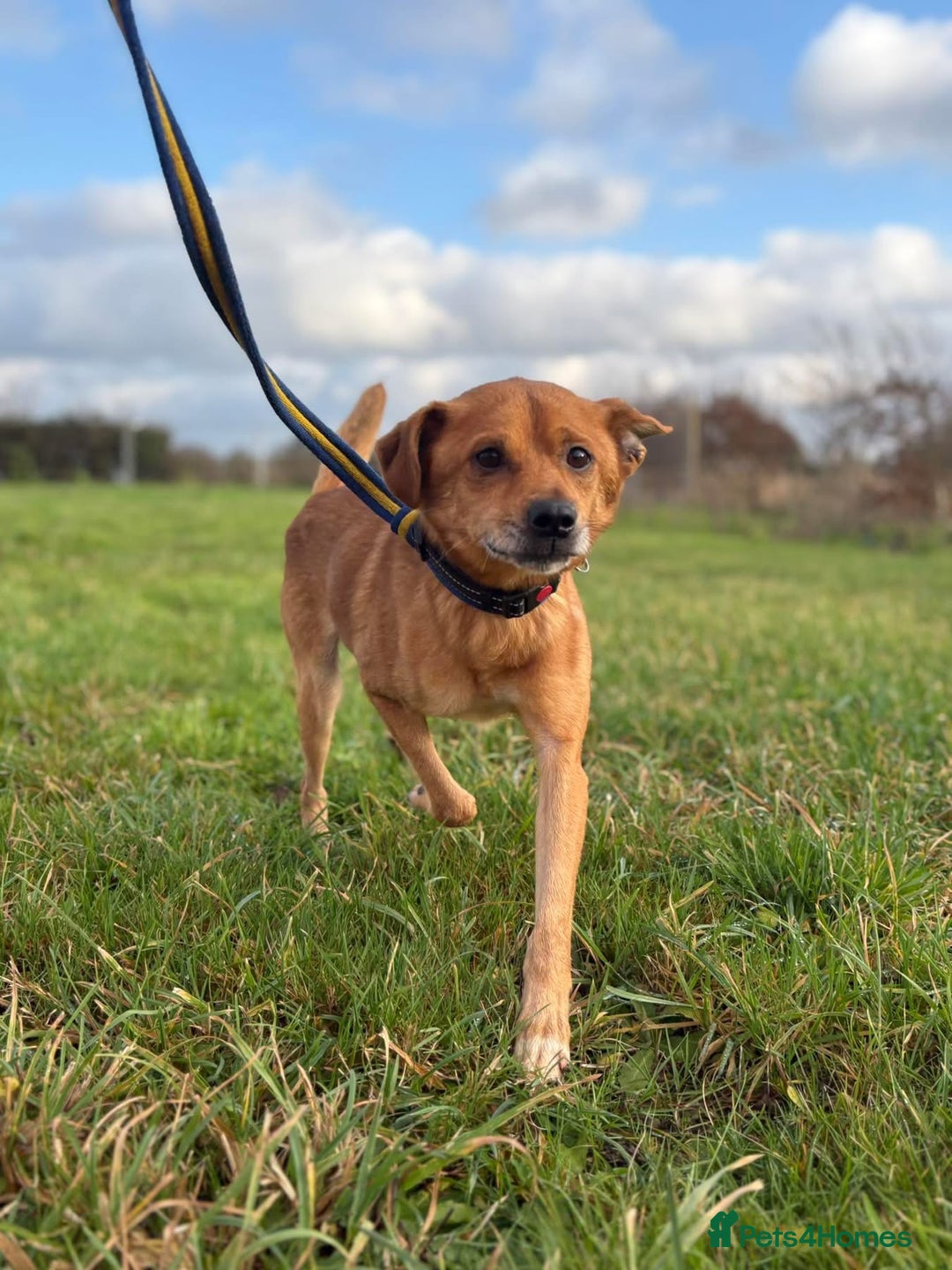 Mixed Breed dogs for adoption: Fry - Norwich Norfolk  - Advert 16