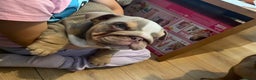 English Bulldog dogs for sale: English bulldog puppies  - Advert 27