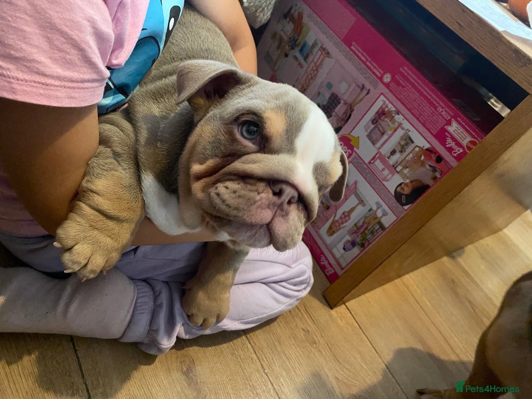 English Bulldog dogs for sale: English bulldog puppies  - Advert 27