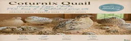 Quail poultry for sale: Coturnix Quail Hatching Eggs | Excellent Fertility - Advert 5
