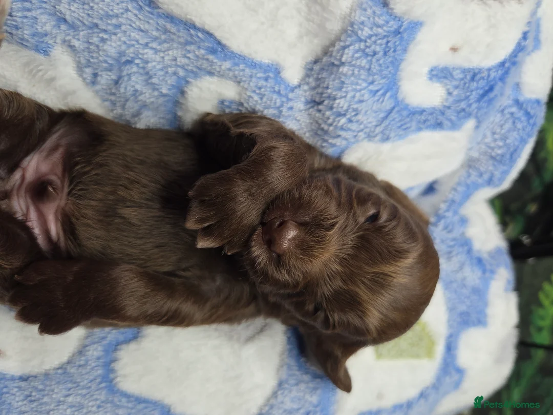 Mixed Breed dogs for sale: Field spaniel cross puppies kc Activity registered - Advert 25