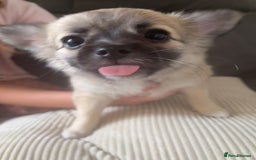 Chihuahua dogs for sale: Long haired chihuahuas READY TO LEAVE NOW. - Image 4