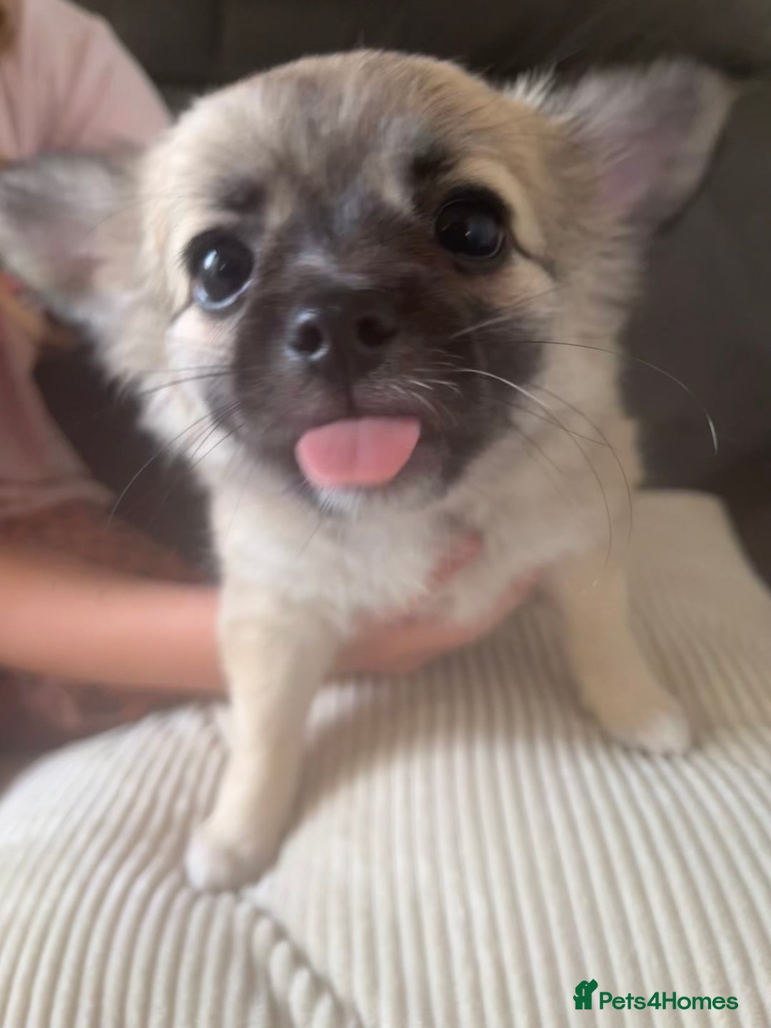 Chihuahua dogs for sale: Long haired chihuahuas READY TO LEAVE NOW. - Image 4