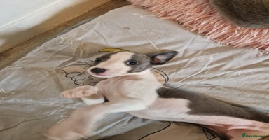 Whippet dogs - Advert 5