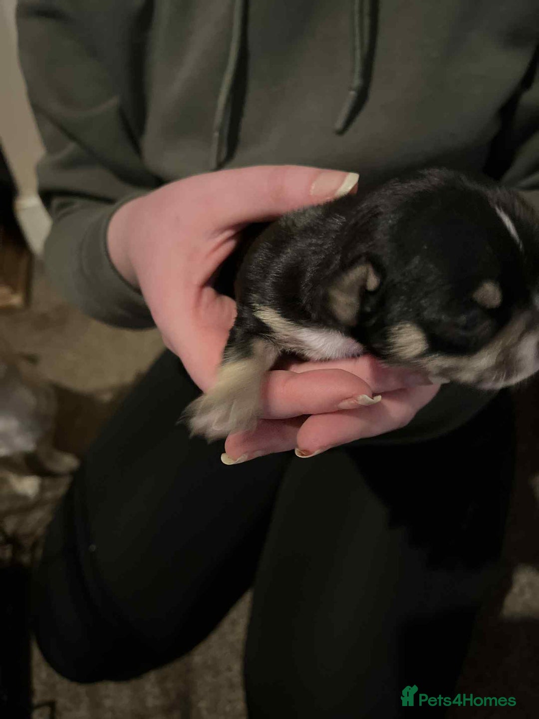 Chihuahua dogs for sale: ⭐️⭐️⭐️Chihuahuas for sale  - Advert 6