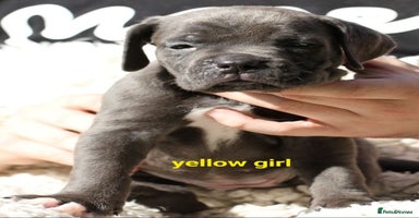 Cane Corso dogs - Advert 4