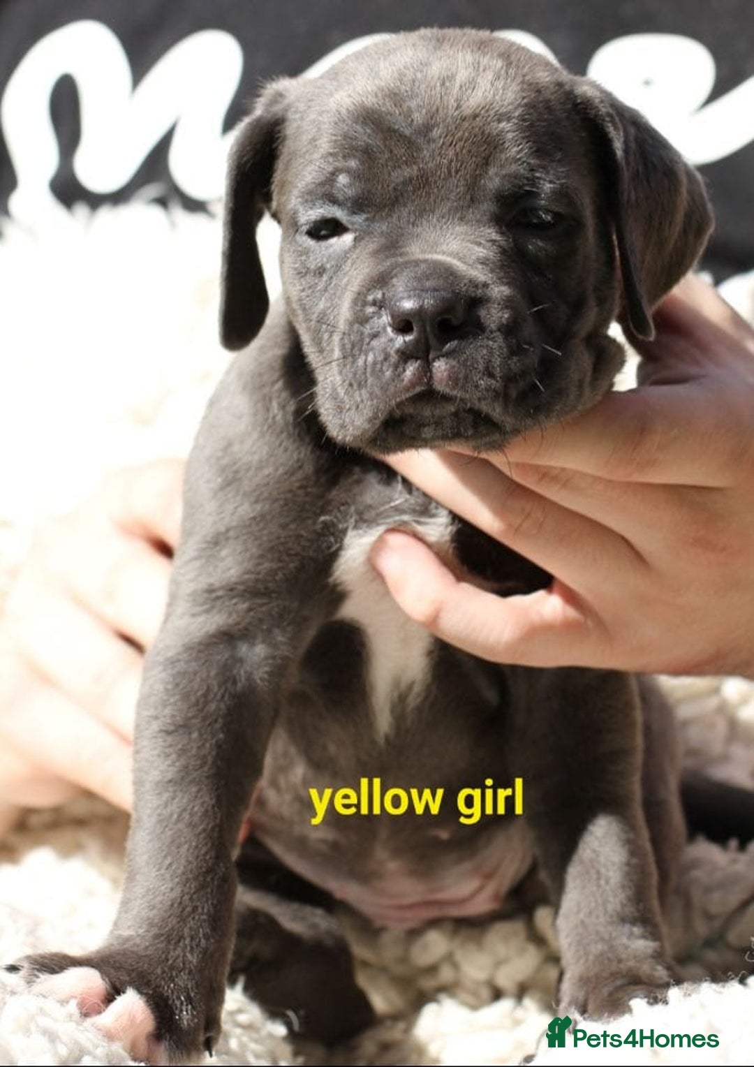 Cane Corso dogs for sale: Cane corso puppies ready to leave now - Image 3