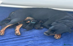 Mixed Breed dogs for sale: Rare hybrid dachsweiler pups - Image 5