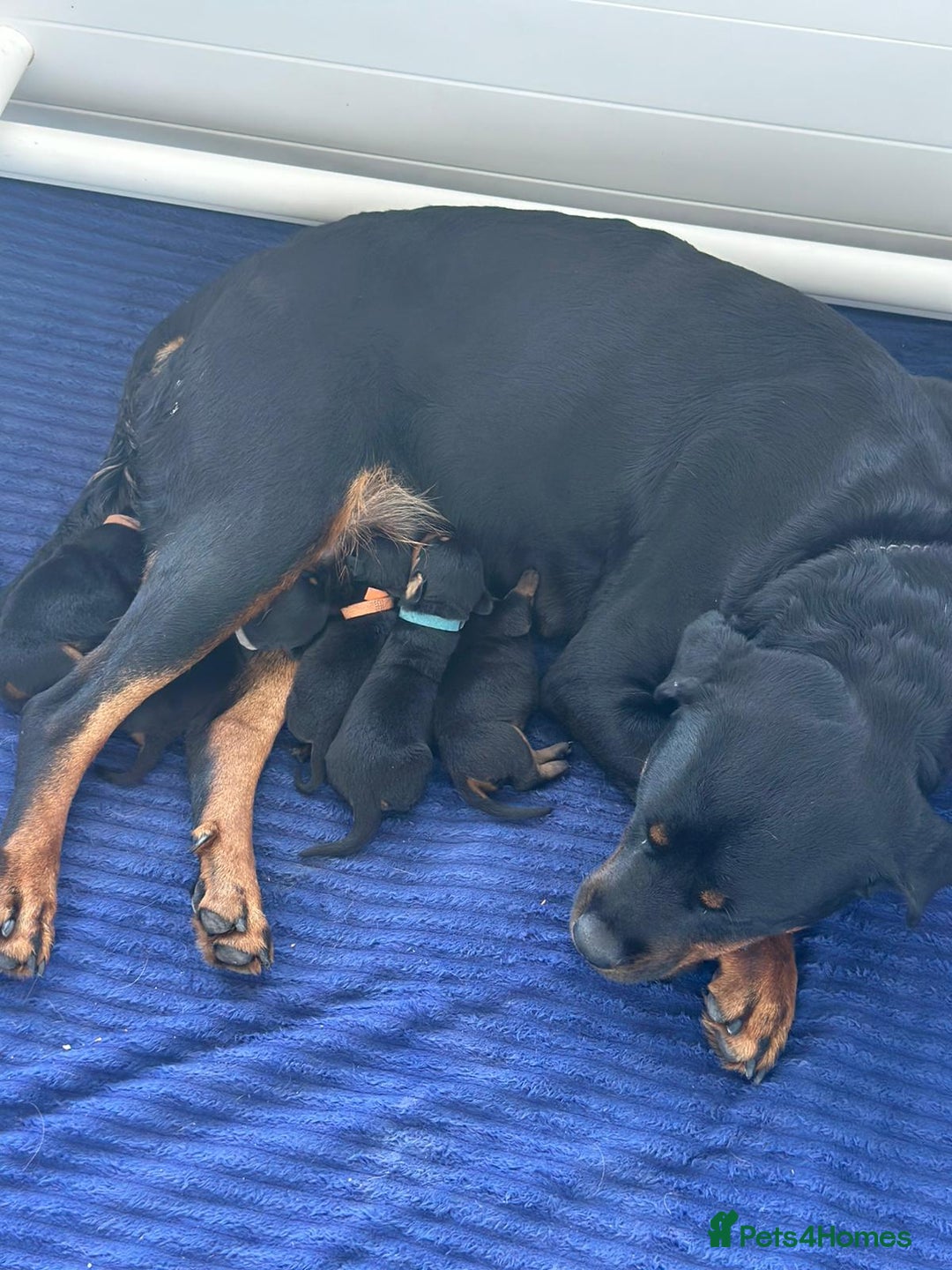 Mixed Breed dogs for sale: Rare hybrid dachsweiler pups - Image 5