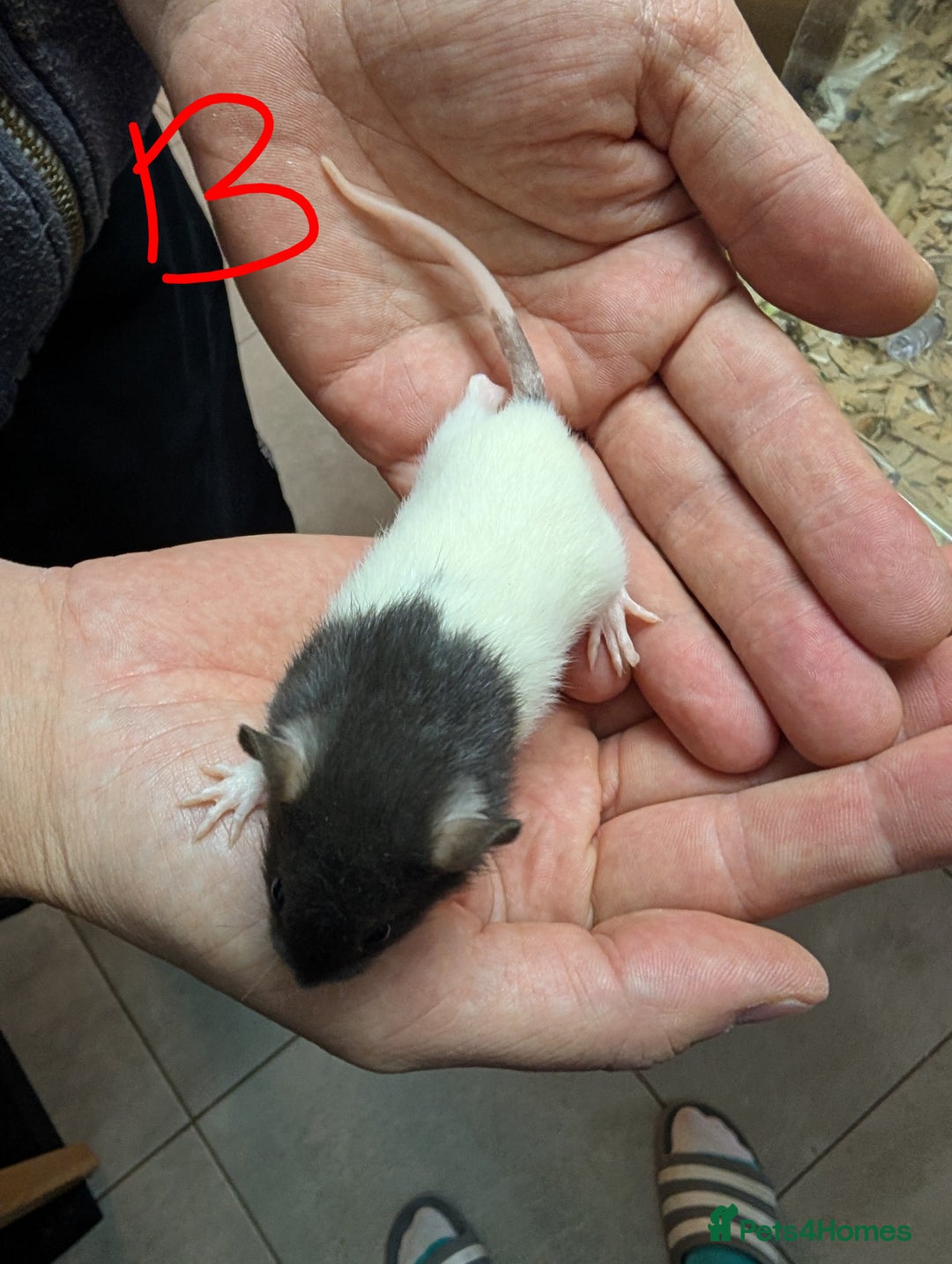 Rat rodents for sale: Baby Male and Female Rats - Advert 10