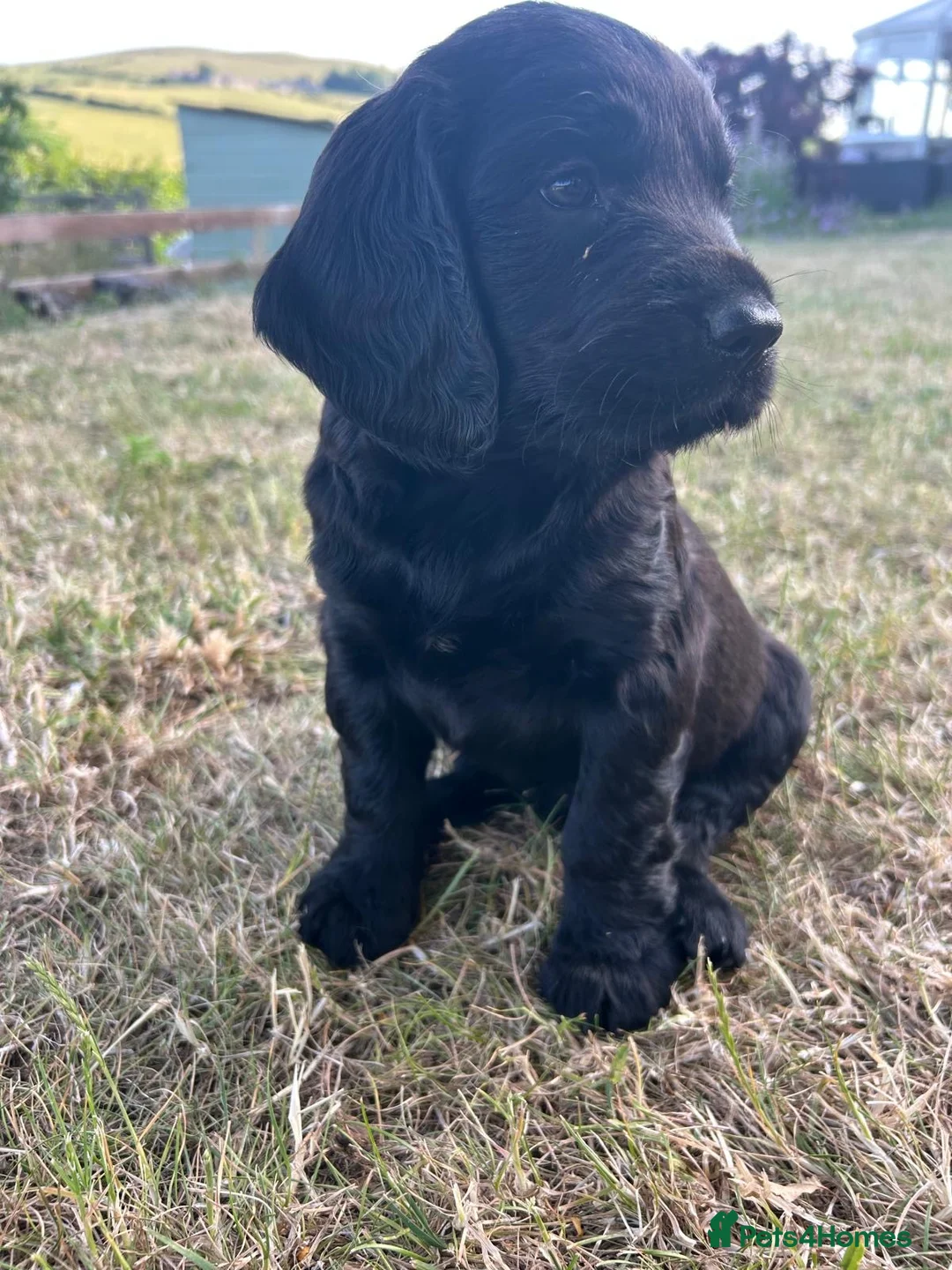 Springador dogs for sale: Springador Puppies - Advert 2