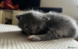 Mixed Breed cats for sale: Beautiful Kittens looking for new homes!❤️ - Image 6