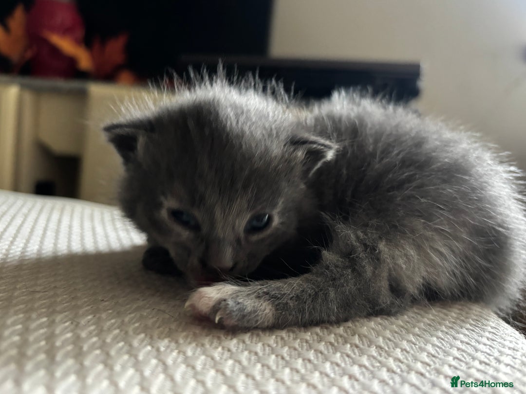 Mixed Breed cats for sale: Beautiful Kittens looking for new homes!❤️ - Image 6