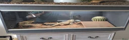 Bearded Dragon reptiles for sale: Male bearded dragon for sale in Emsworth - Advert 3