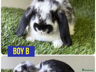 Mini Lop rabbits Beautiful, friendly mini lops - Advert 4