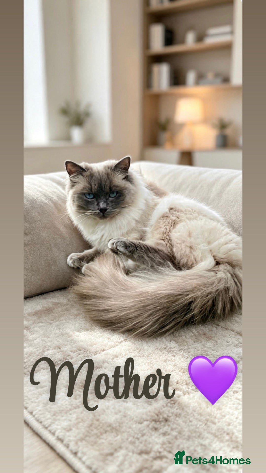 Ragdoll cats 🩷TWO BEAUTIFUL FULL RAGDOLLS🩵 - Advert 12