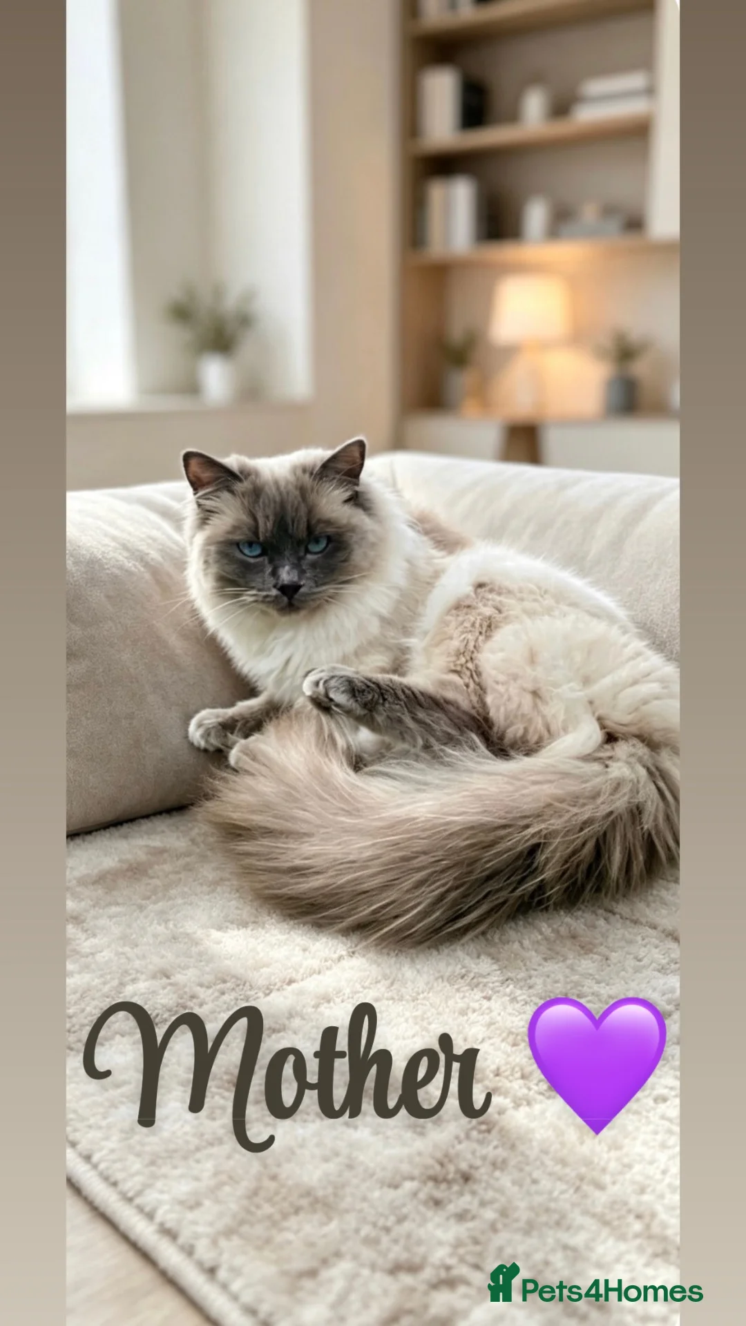 Ragdoll cats for sale: 🩷TWO BEAUTIFUL FULL RAGDOLLS🩵 in Pershore - Advert 1