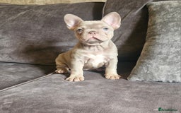 French Bulldog dogs for sale: Last 2 females dwkc frenchies - Image 16