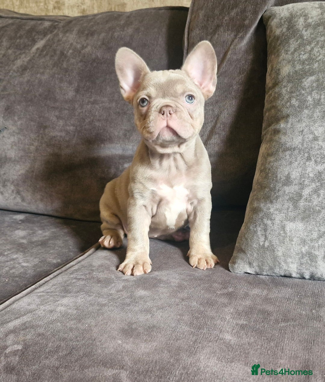 French Bulldog dogs for sale: Last 2 females dwkc frenchies - Image 16