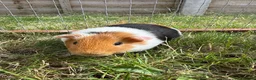 Guinea Pig rodents for sale: Baby Guinea pigs  - Advert 3