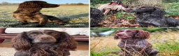 Cocker Spaniel dogs for sale: Well bred working cocker. Black male. - Advert 4