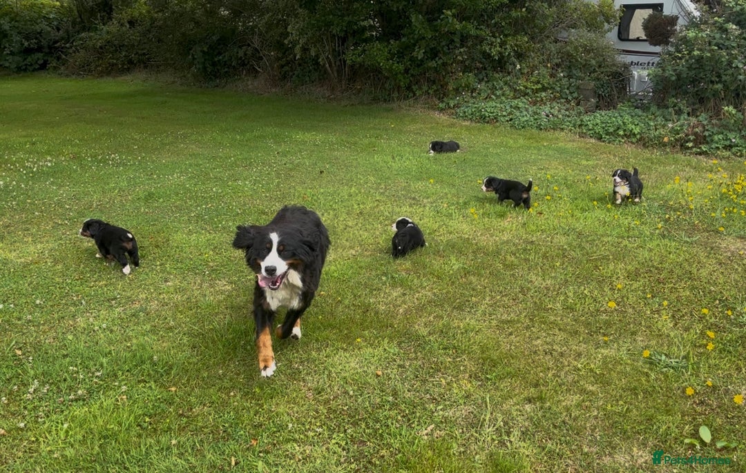 Bernese Mountain Dog dogs for sale: KC Reg Bernese Mountain Dog Puppies - Image 21