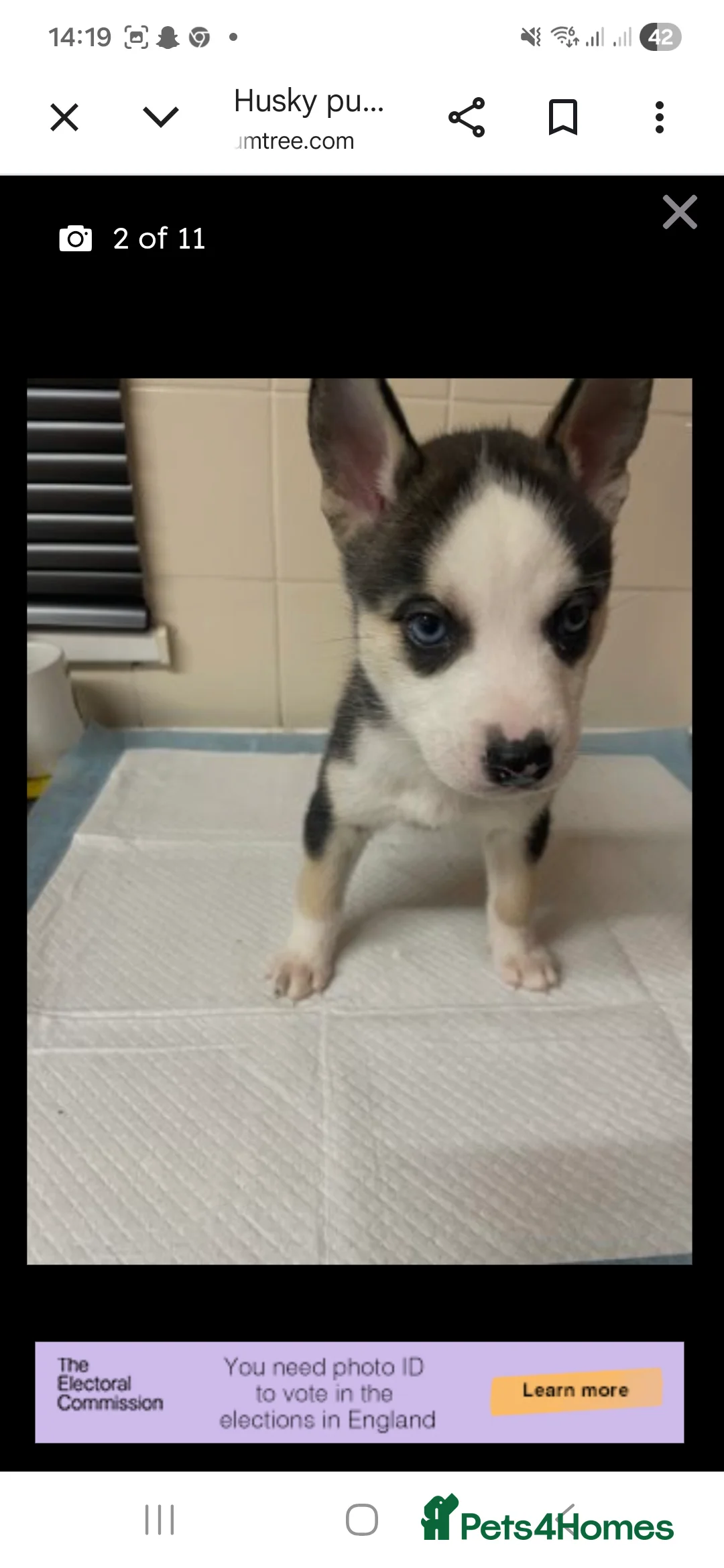 Siberian Husky dogs for sale: 5 beautiful girl puppies  - Advert 18