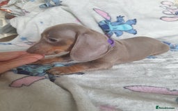 Miniature Dachshund dogs for sale: Miniature dachshund puppies for sale - Image 5